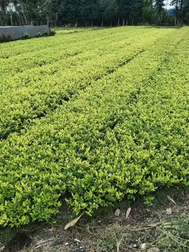 广西选择园林绿化工程注意事项